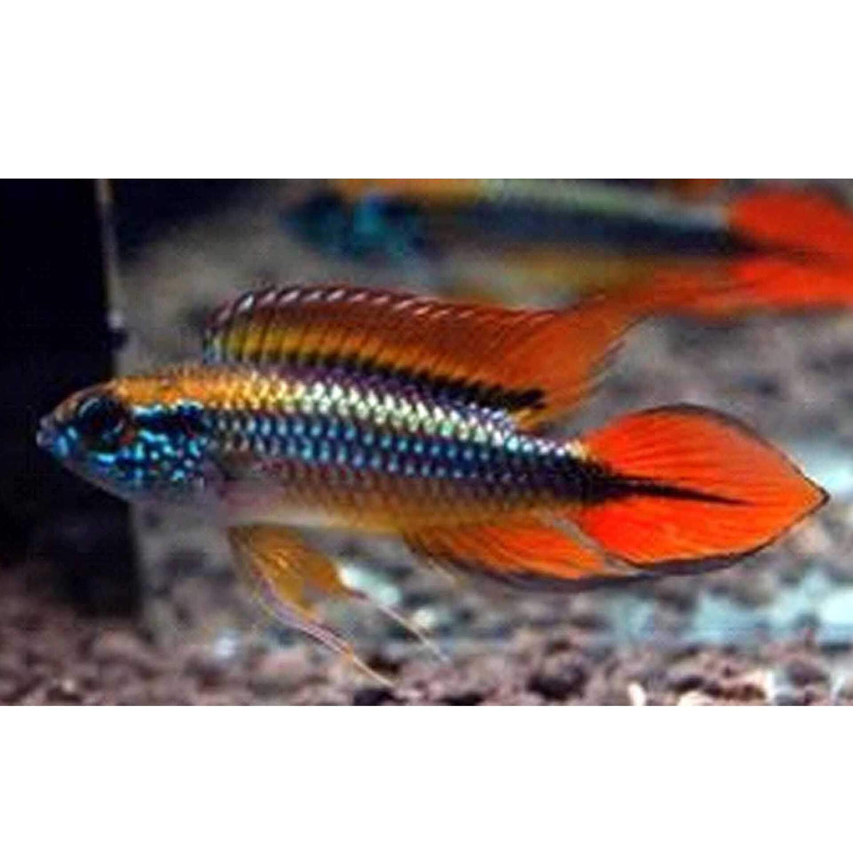 Double Red Agassizi Apistogramma - (No Online Purchases)