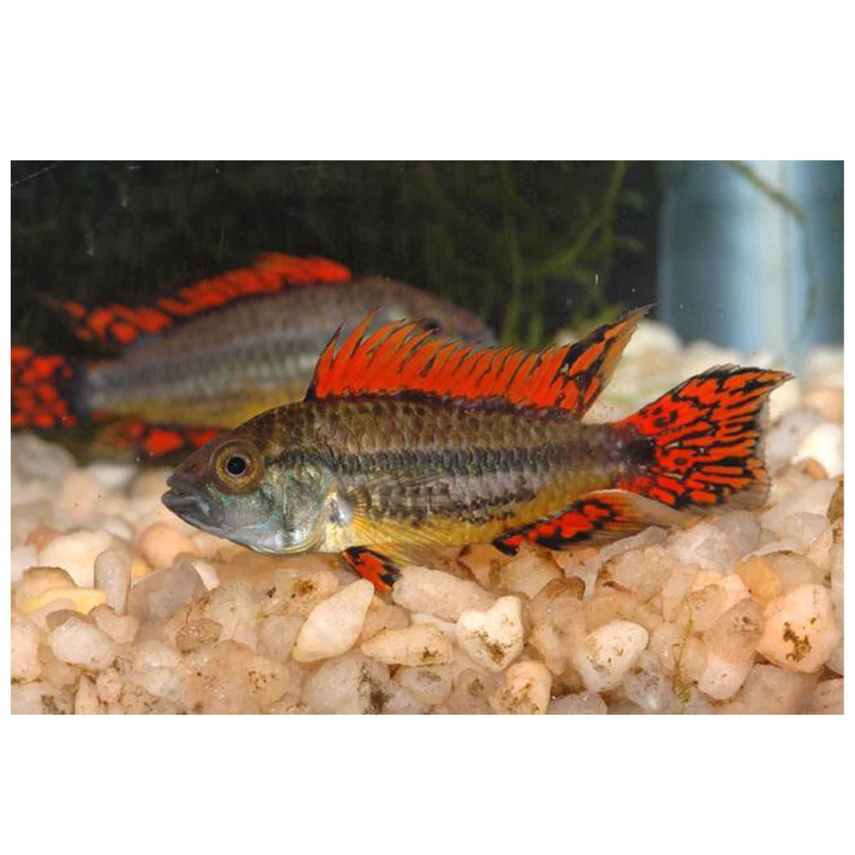Cacatuoides Apistogramma Super Red  - (No Online Purchases)