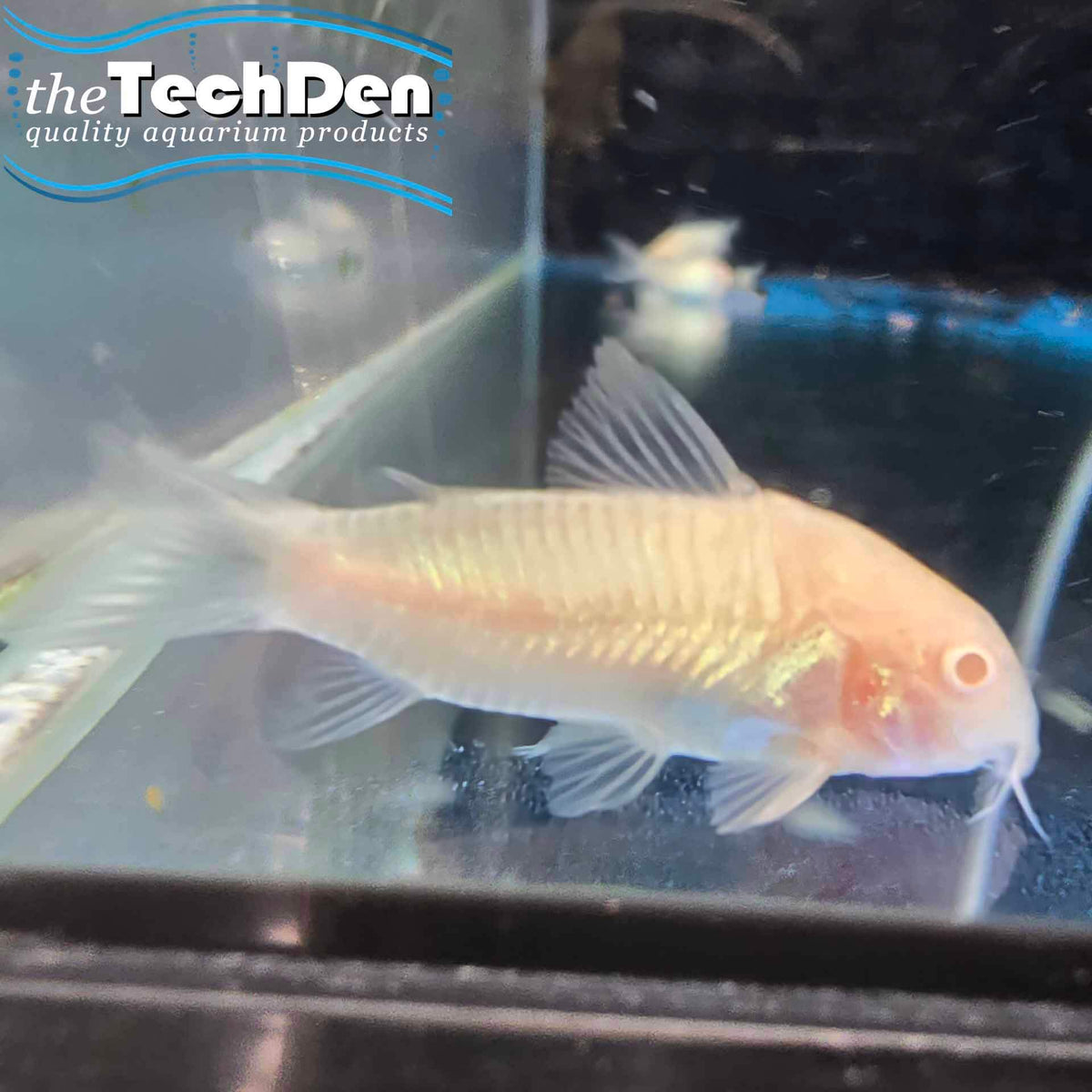 Albino Corydoras (No Online Purchases)