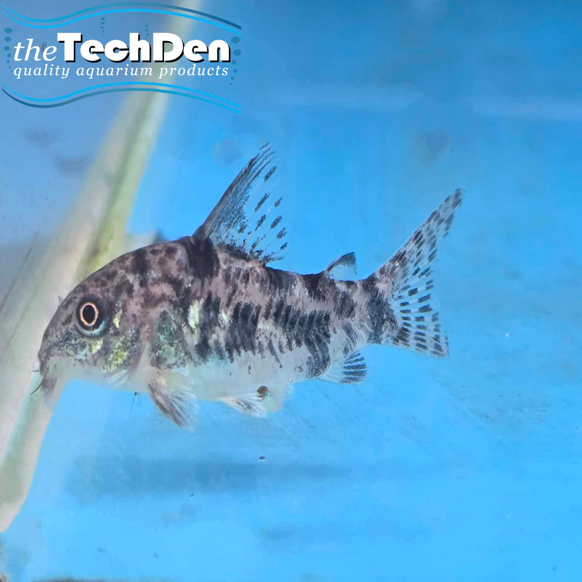 Peppered Corydoras (No Online Purchases)