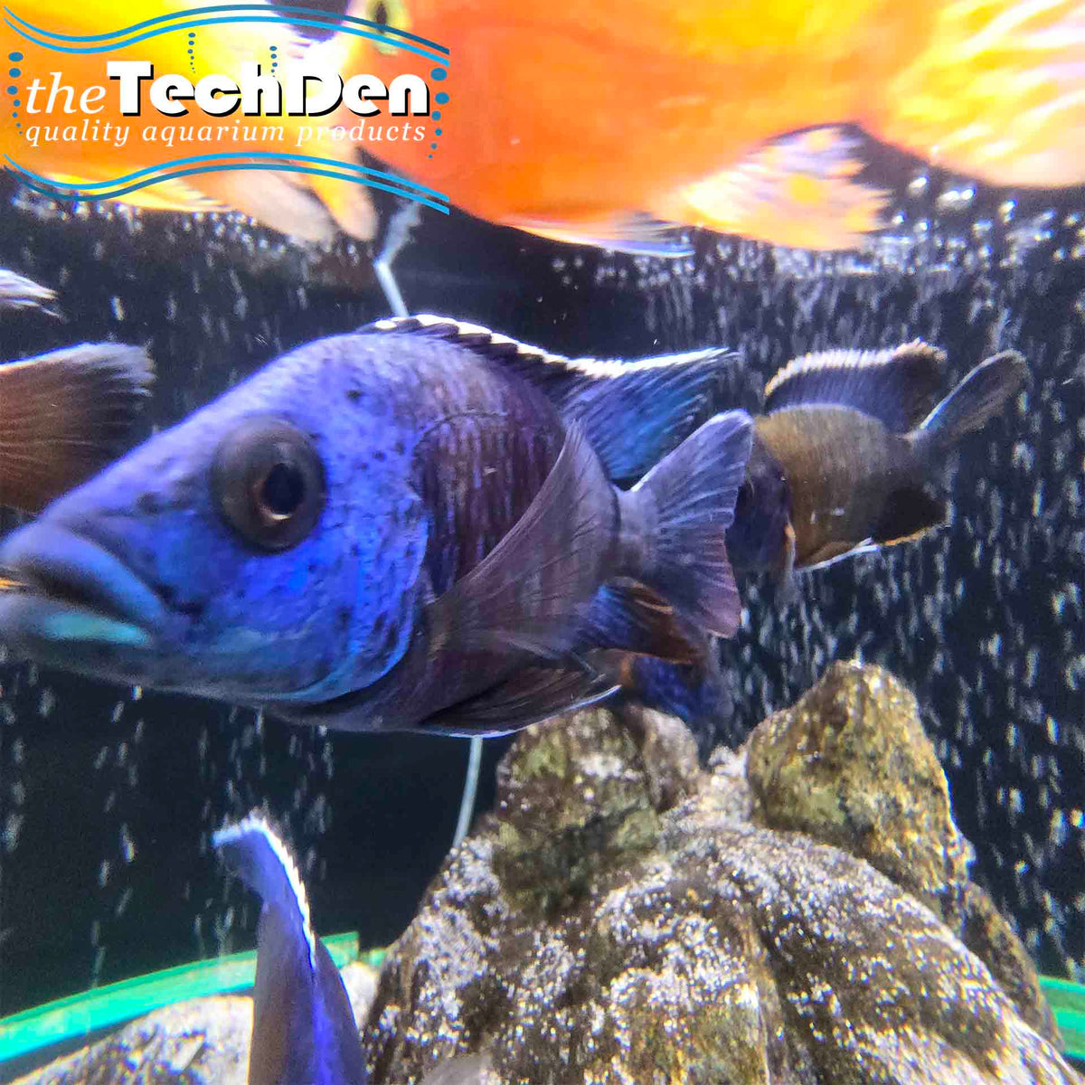 Assorted Peacocks 10+ - (No Online Purchases)