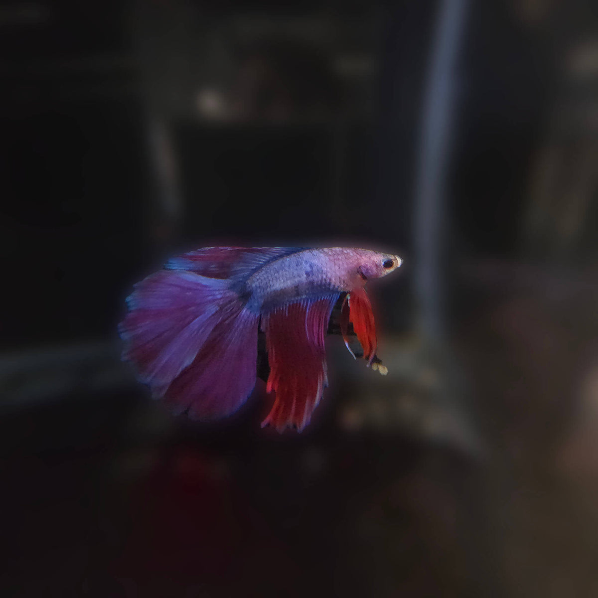 Male Betta $15 - (No Online Purchases)