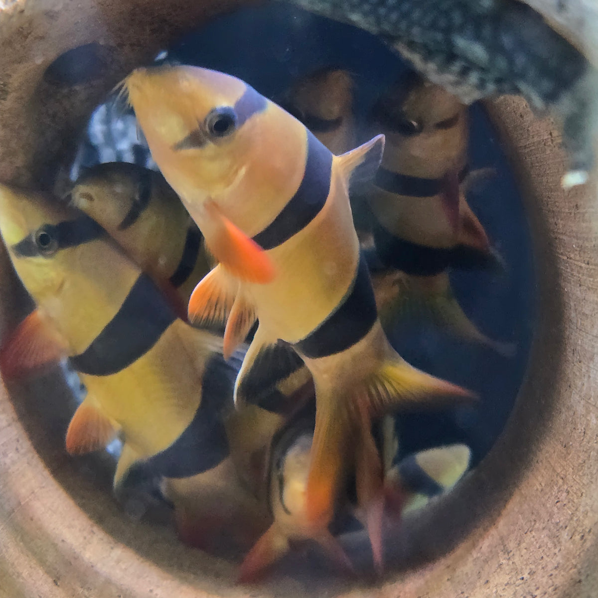 Clown Loach Large - (No Online Purchases)