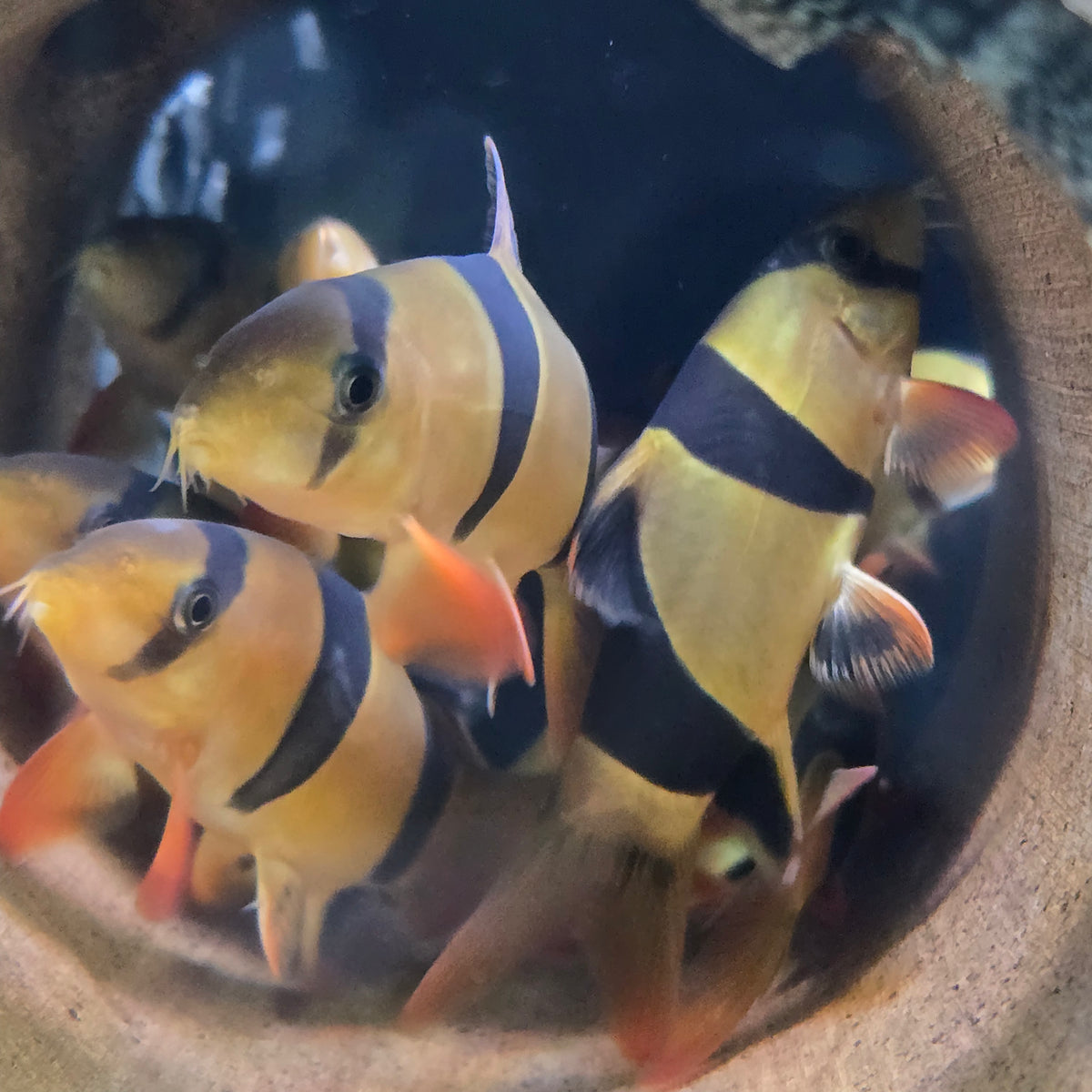 Clown Loach Large - (No Online Purchases)