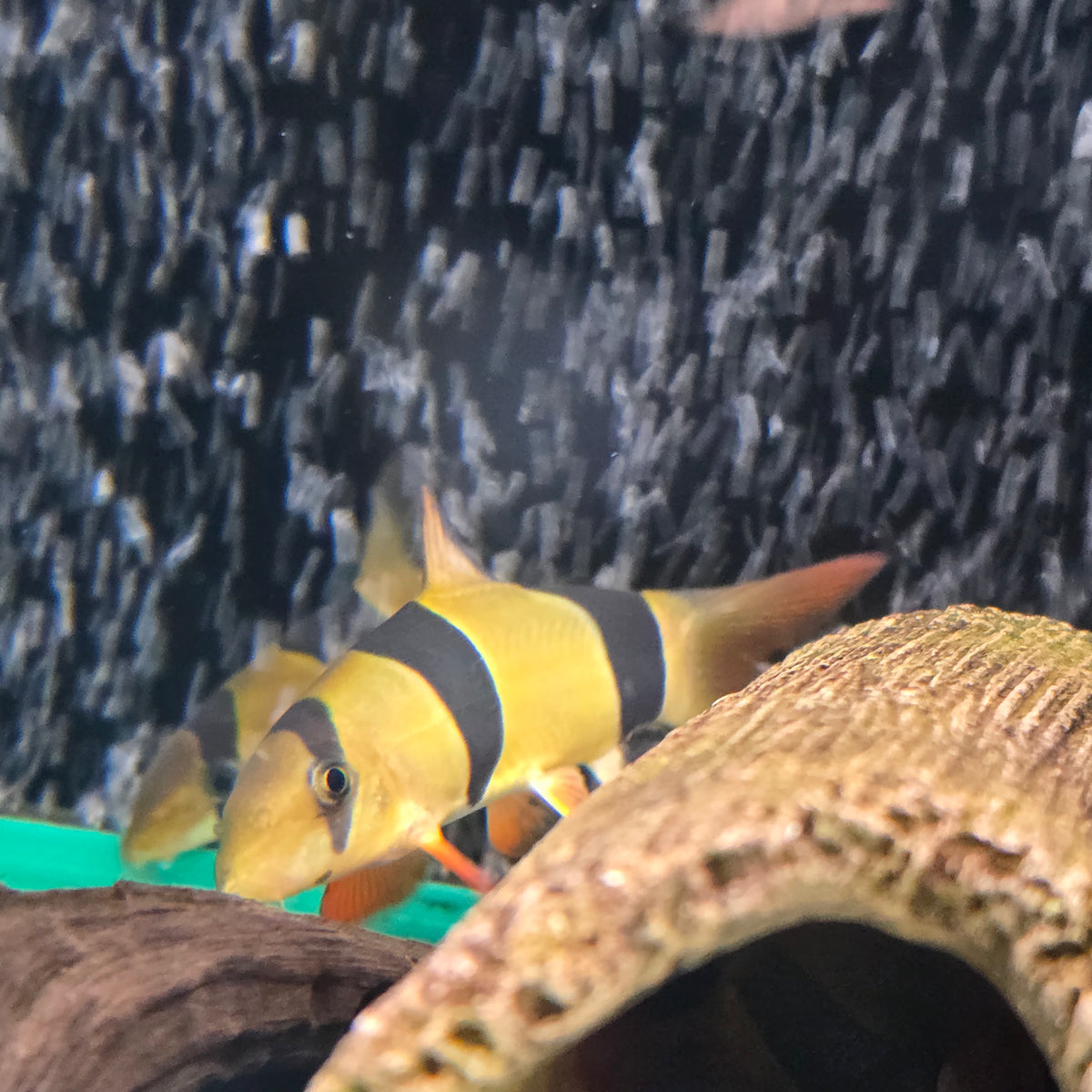 Clown Loach Large - (No Online Purchases)