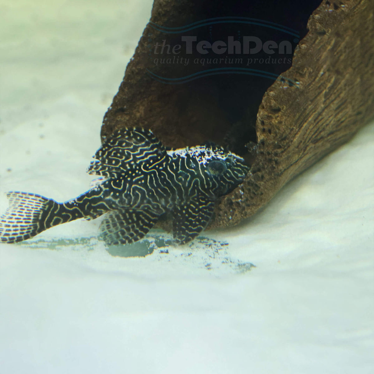 L260 Queen Arabesque Pleco - Hypancistrus Sp. L260 (No Online Purchases)