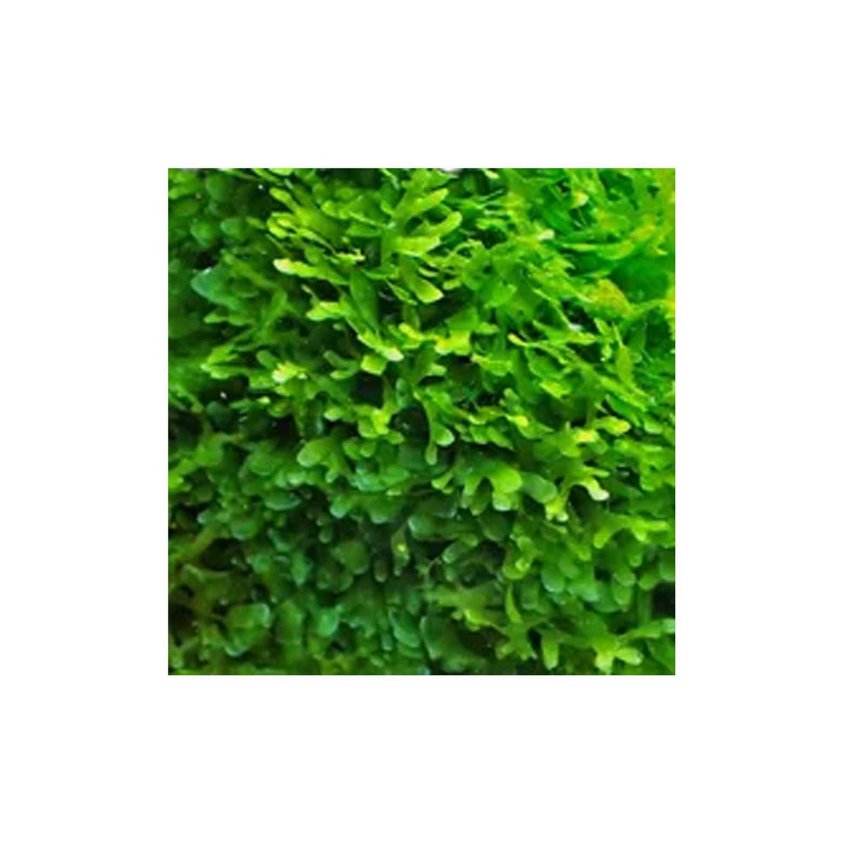 PlantPod Shrimp Moss (Subwasser) Small - Live Plant- Instore Pick up*