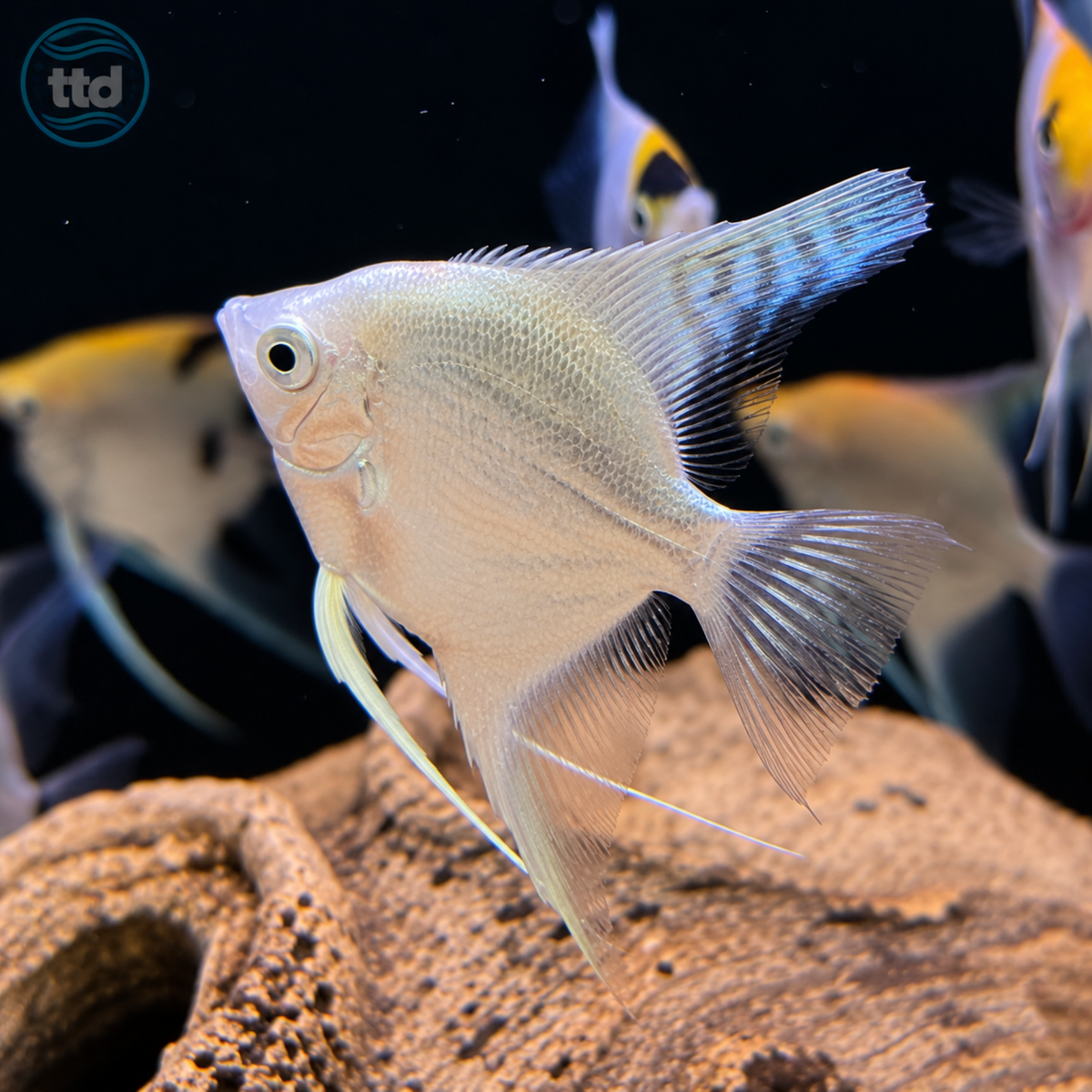 Premium Angelfish - (No Online Purchases)
