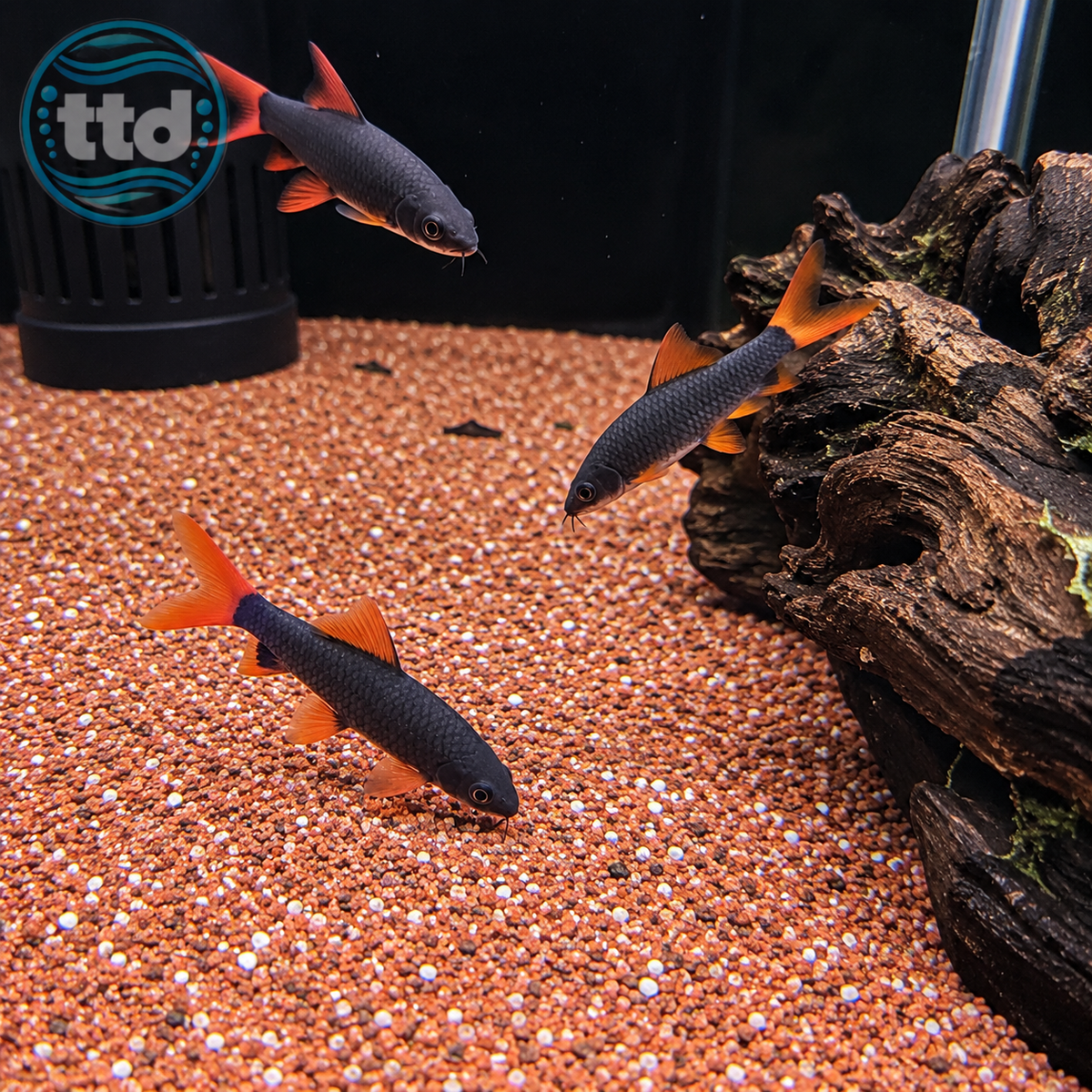 Rainbow Shark - (No Online Purchases)