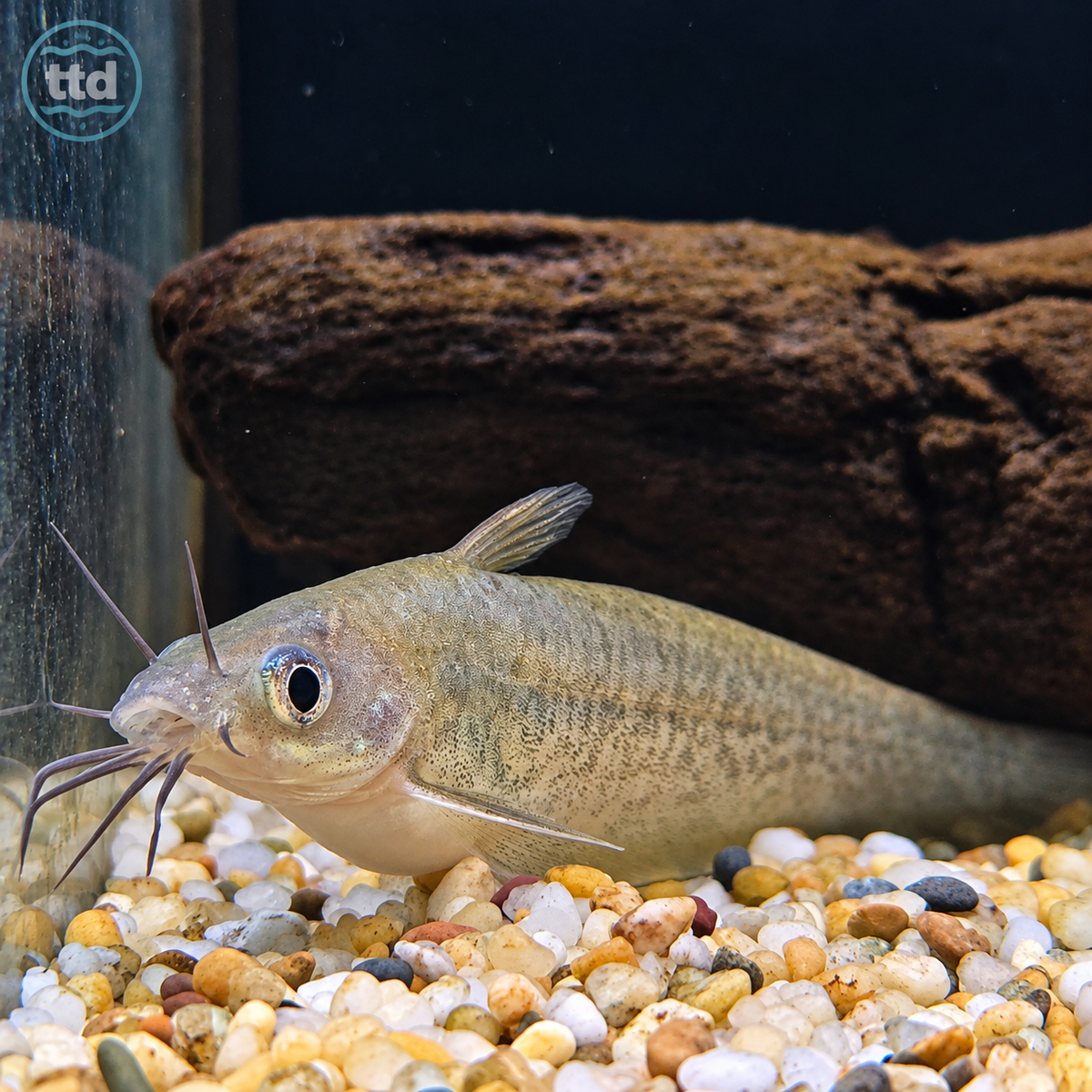 Hyrtls Catfish - (No Online Purchases)