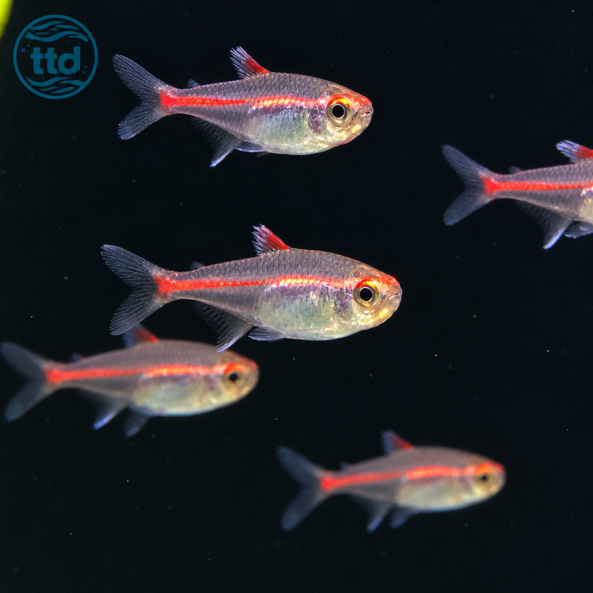 Glowlight Tetra - (No Online Purchases)