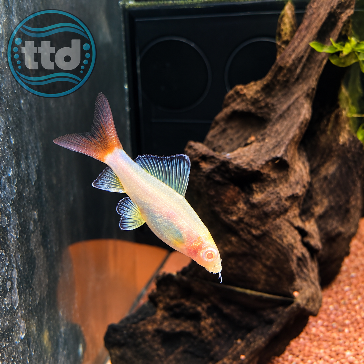Albino Red Tail Shark - (No Online Purchases)