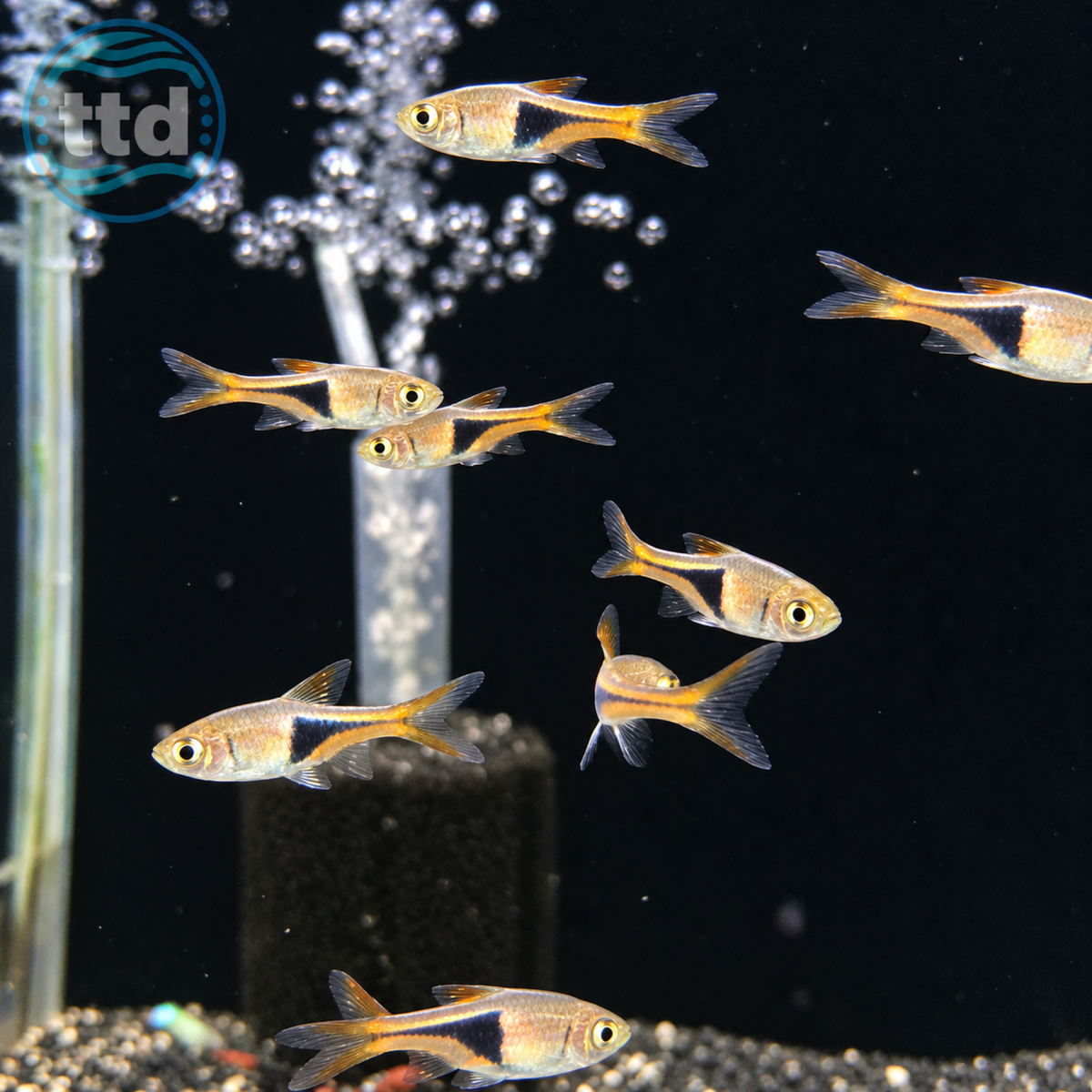 Hengeli Rasbora - (No Online Purchases)