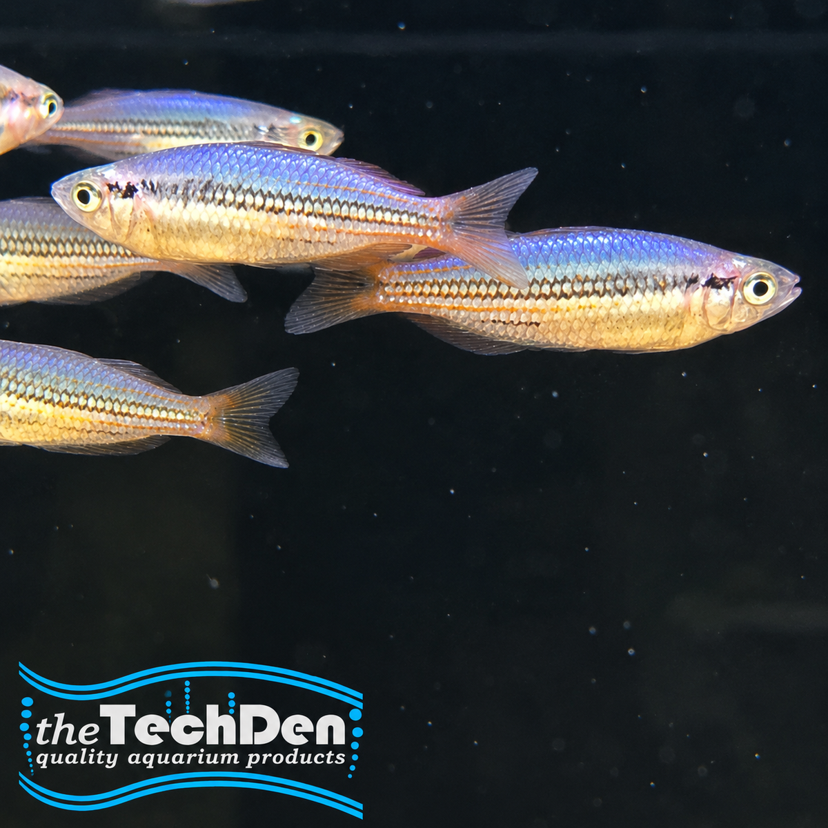 Western Rainbow - Drysdale R (No Online Purchases)