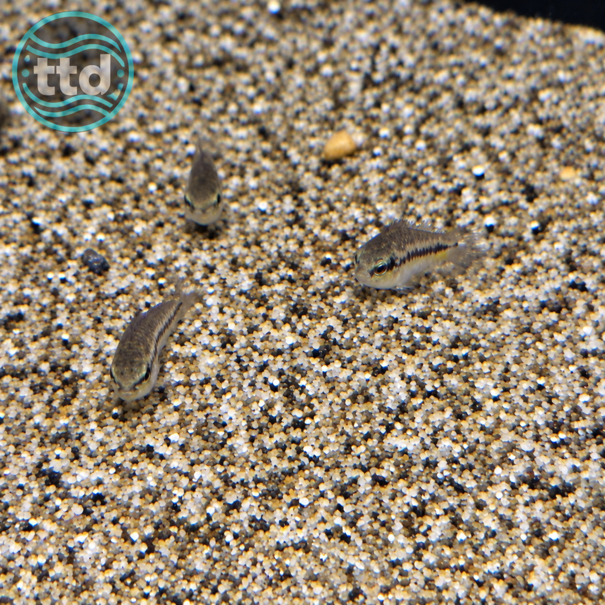 Pygmaeus cory - (No Online Purchases)