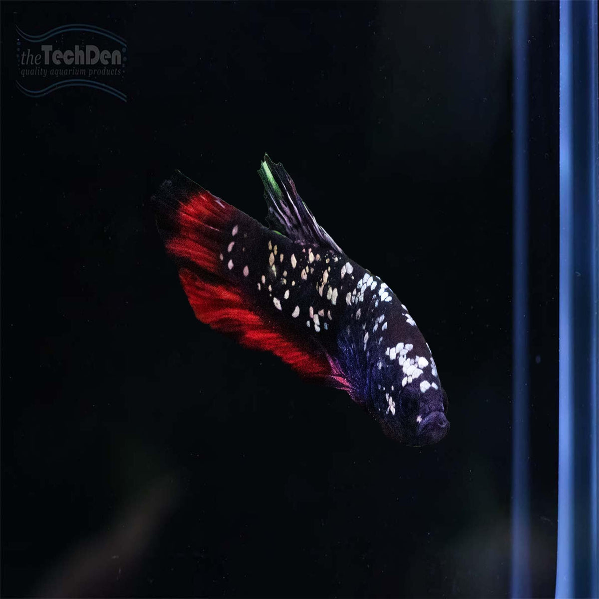 Premium Male Betta $99 - (No Online Purchases)