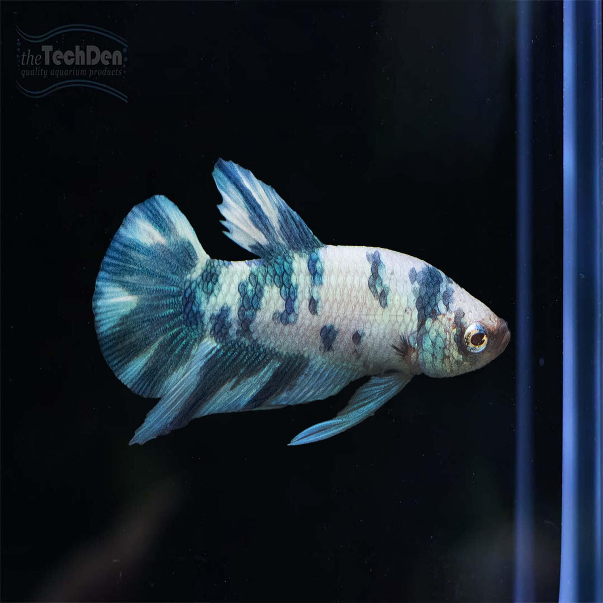 Premium Male Betta $99 - (No Online Purchases)