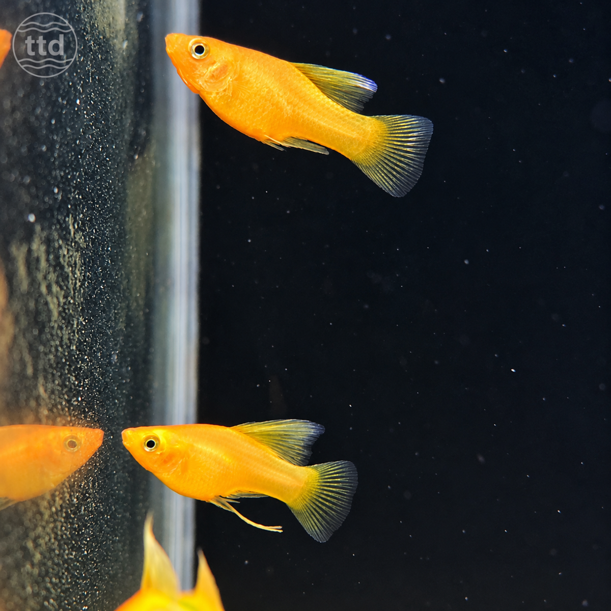Assorted Premium Platy - (No Online Purchases)
