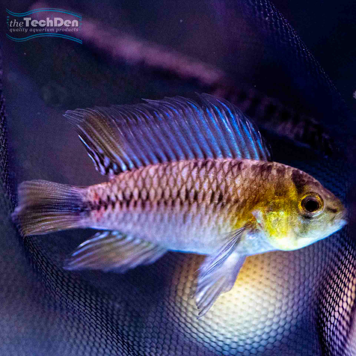 Apistogramma Borelli - (No Online Purchases)