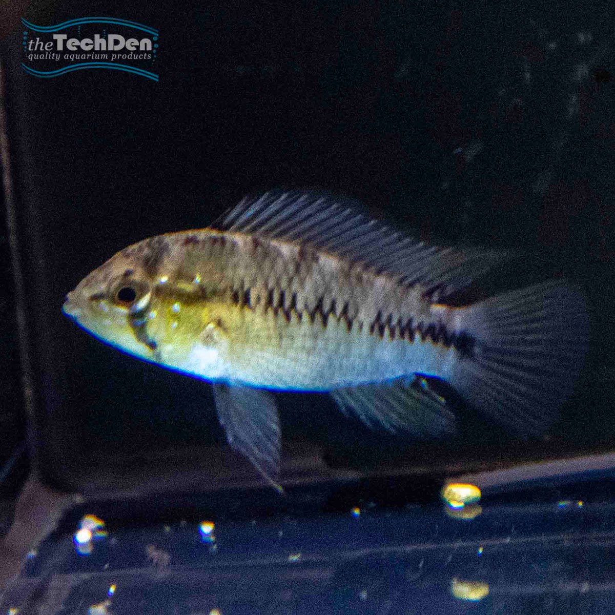 Apistogramma Borelli - (No Online Purchases)