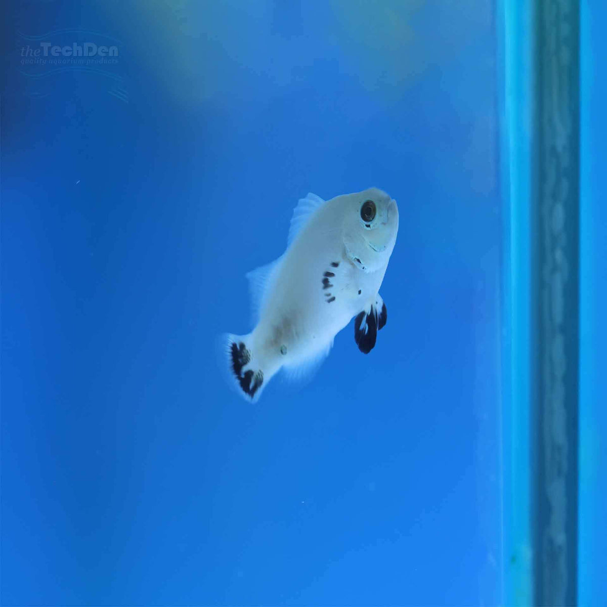 Snow Storm (A. Ocellaris) - (No Online Purchases)