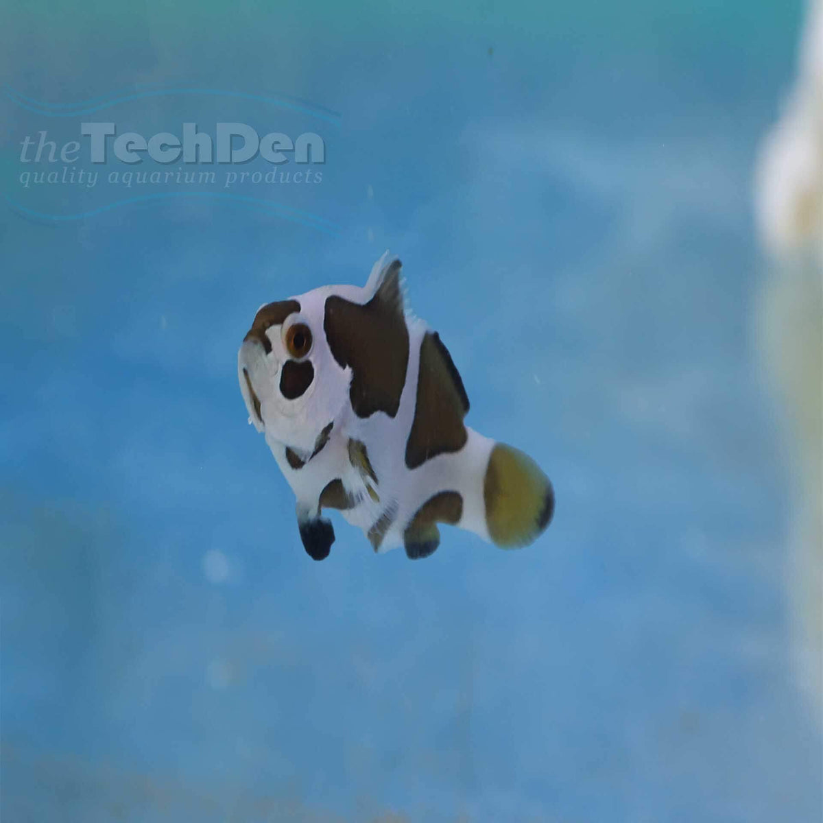 L.V Storm Clownfish - (No Online Purchases)