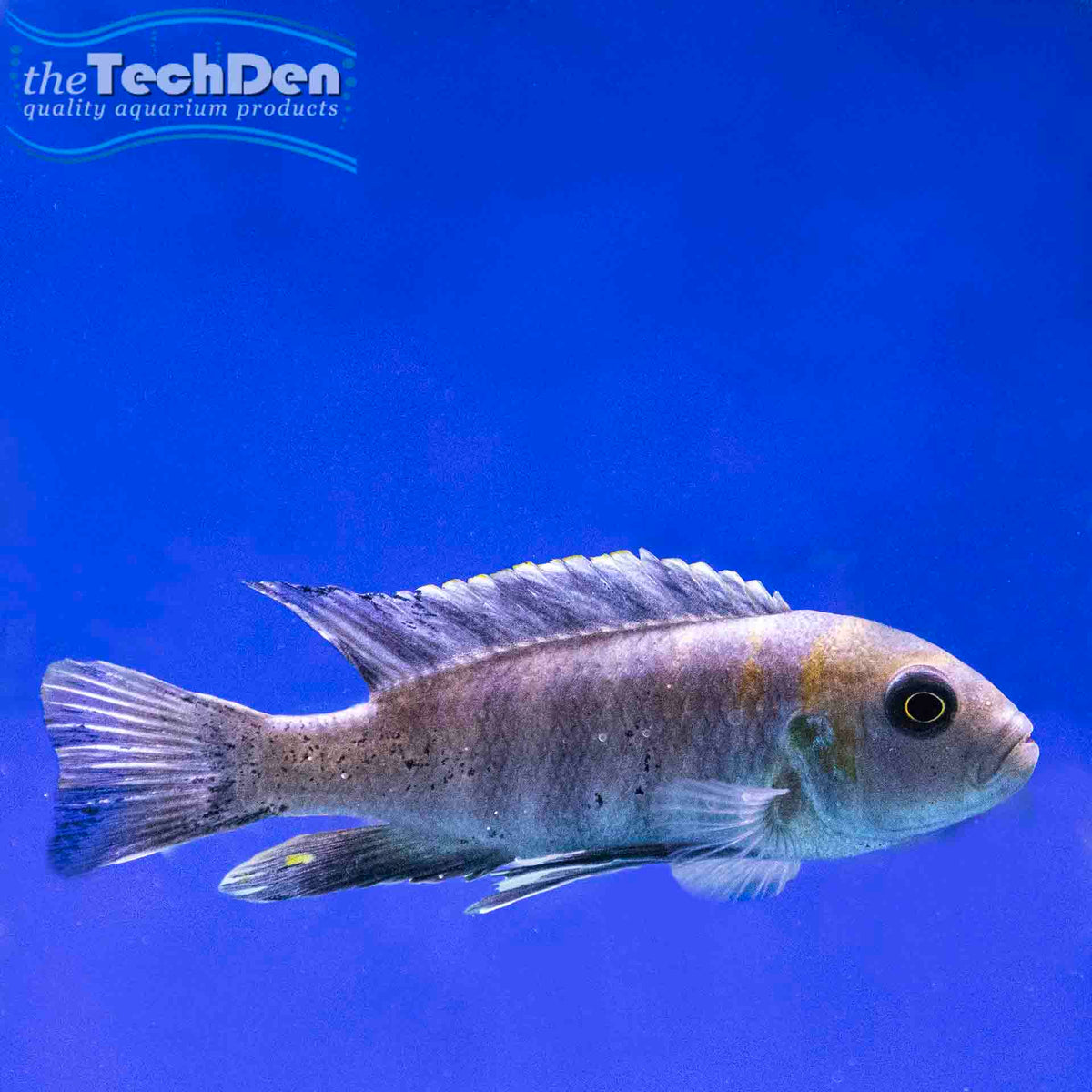 Afra Cobue Cichlid (Cynotilapia Afra Cobue) - (No Online Purchases)