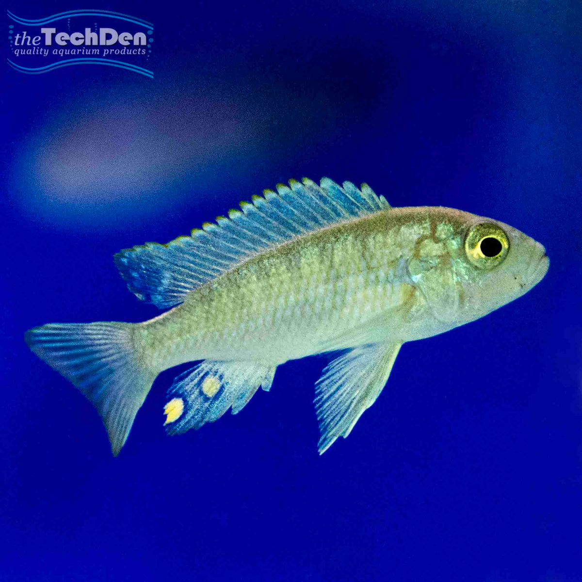Afra Cobue Cichlid (Cynotilapia Afra Cobue) - (No Online Purchases)