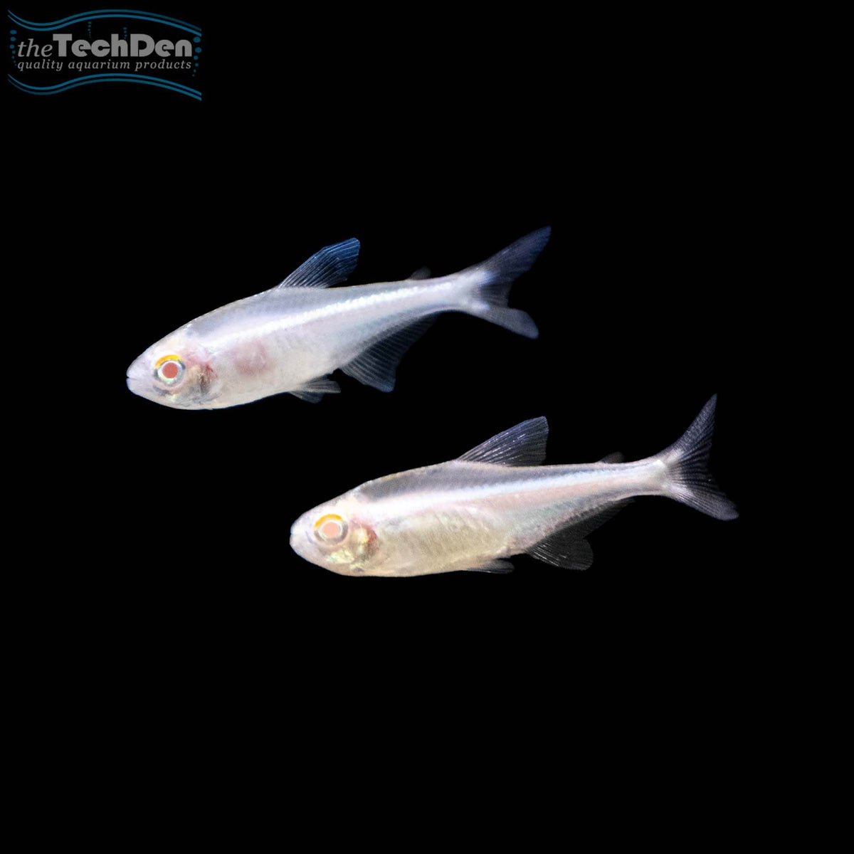 Albino Black Neon Tetra - (No Online Purchases)