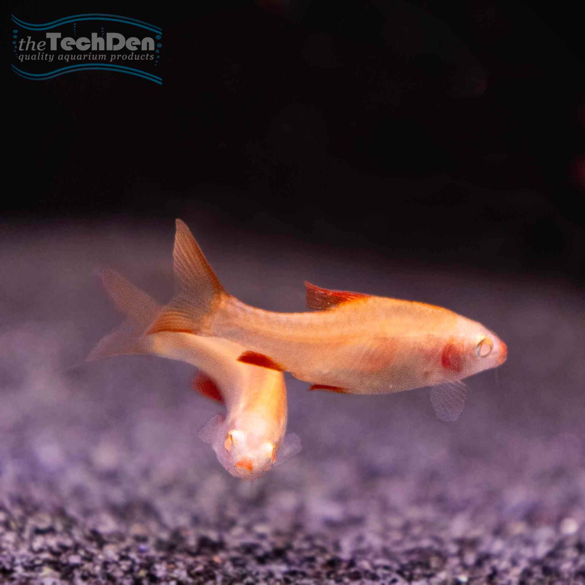 Albino Cherry Barb - (No Online Purchases)