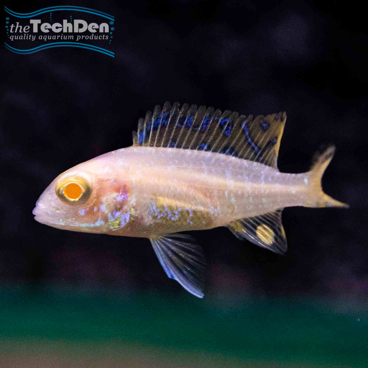 Albino Dragon Blood Peacock - (No Online Purchases)