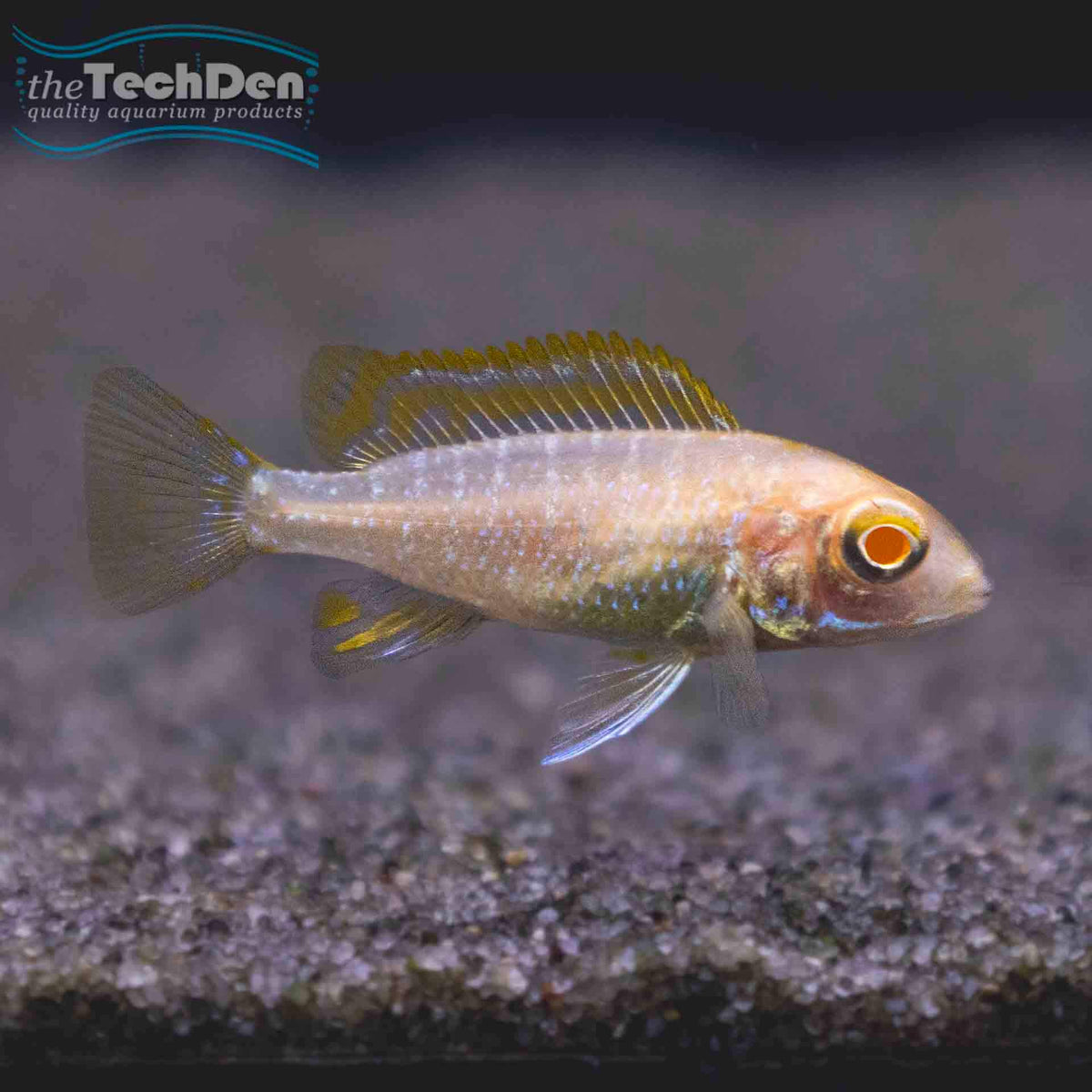 Albino Dragon Blood Peacock - (No Online Purchases)