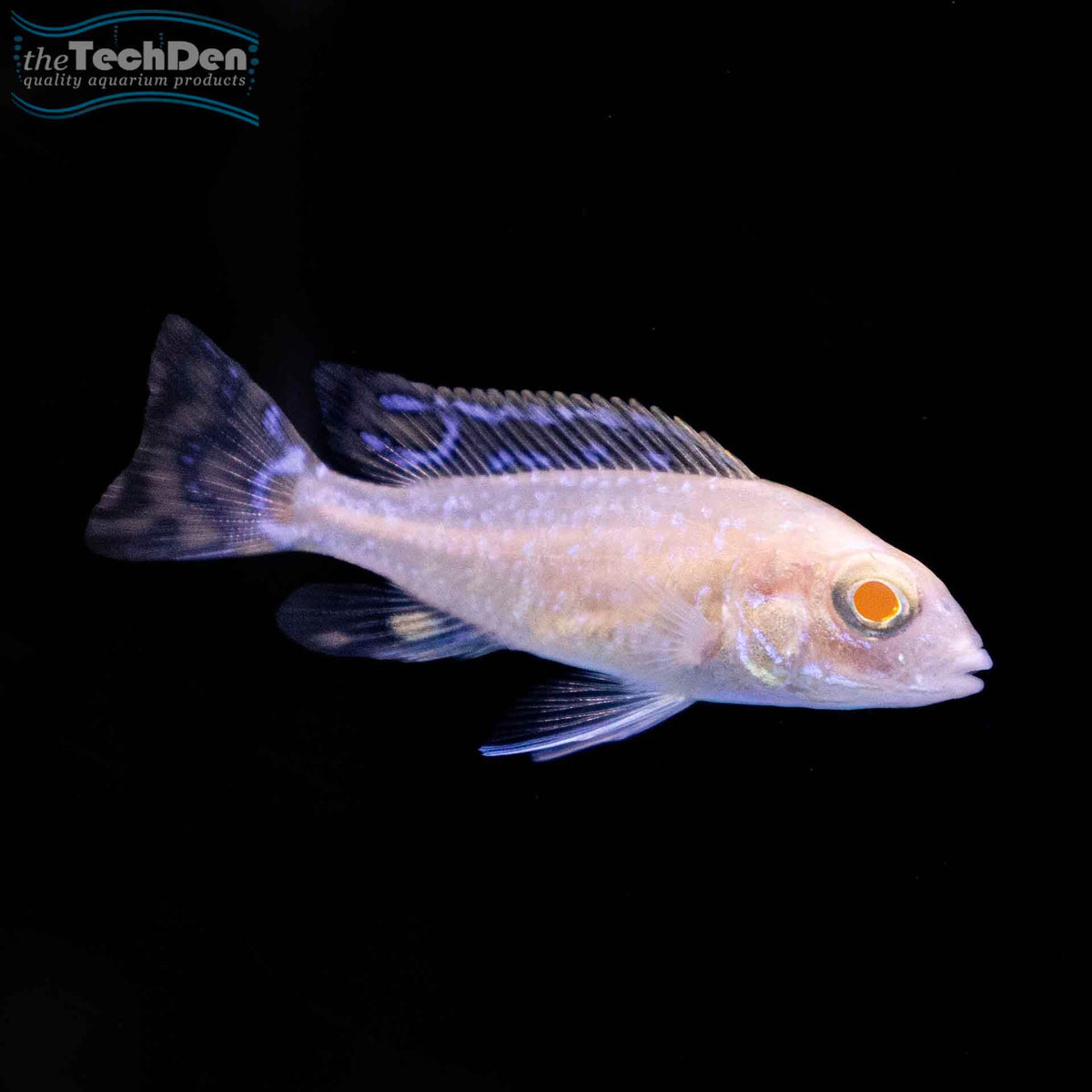 Albino Firefish Peacock - (No Online Purchases)