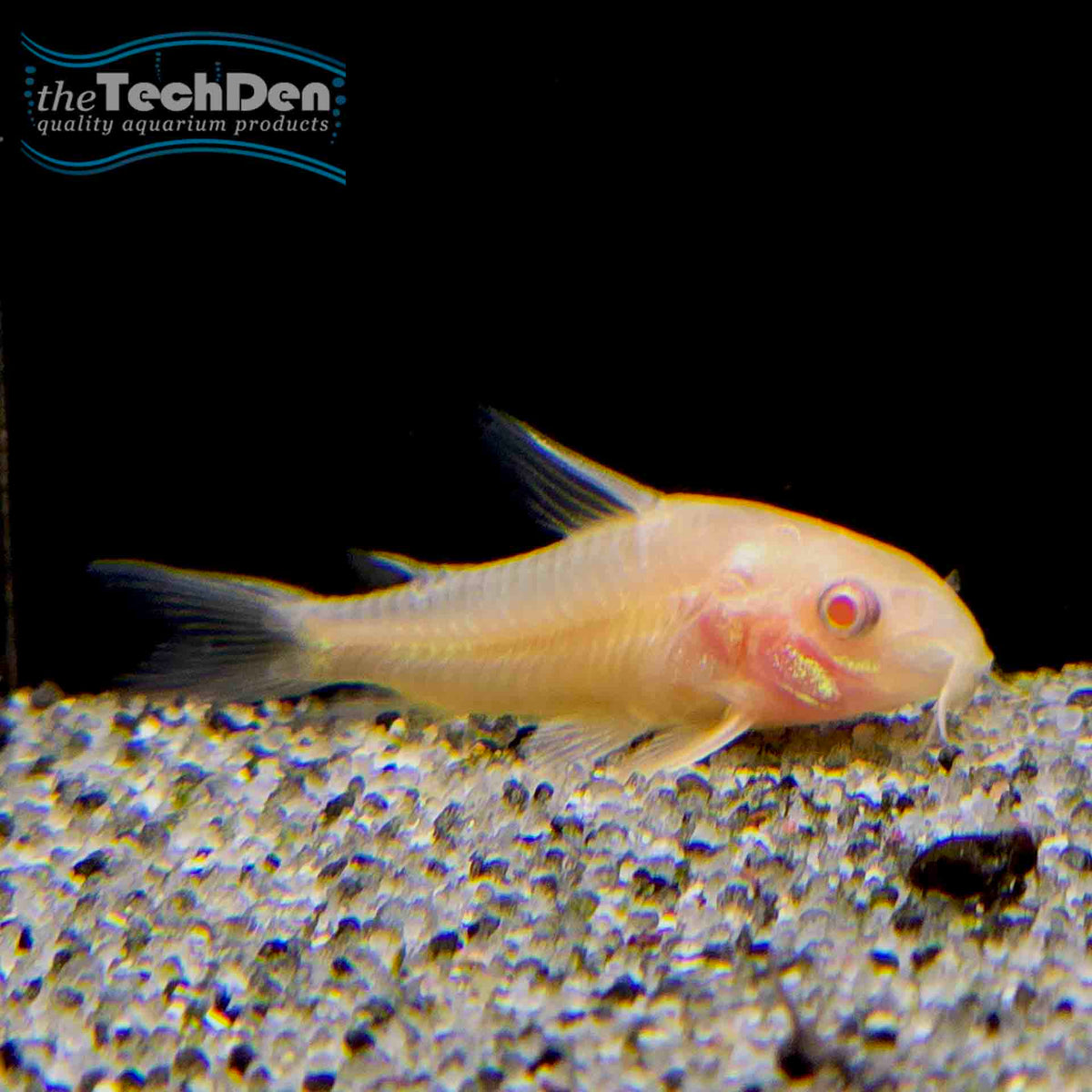 Albino Peppered Corydoras (No Online Purchases)