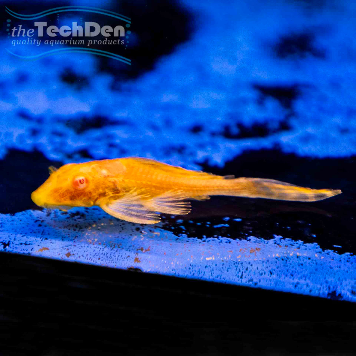 Albino Sailfin Pleco 8cm - Gibbiceps Catfish (No Online Purchases)