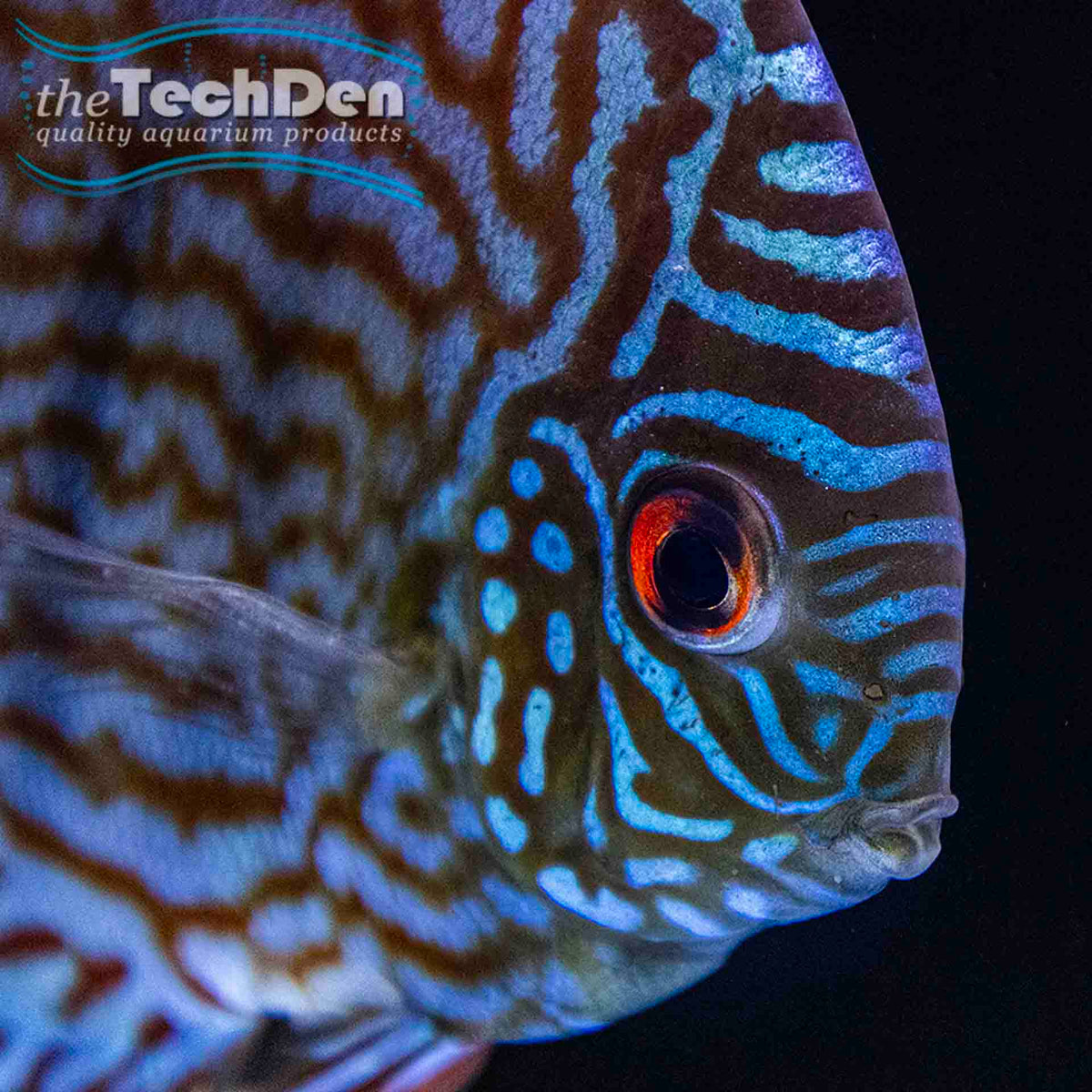 Altum Flora Discus - (No Online Purchases)