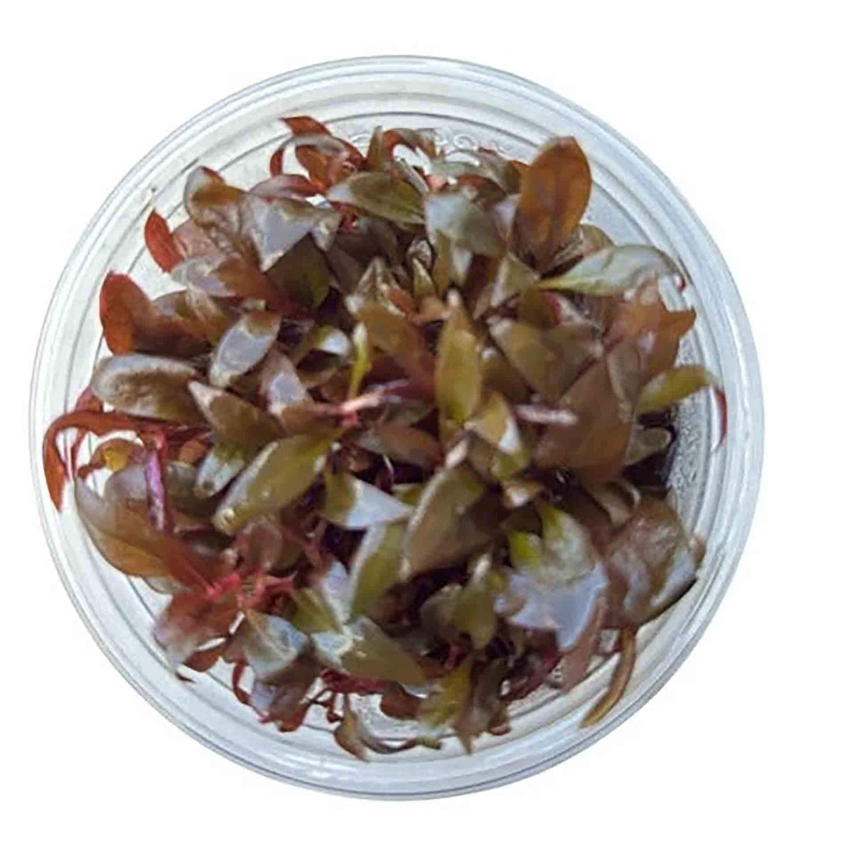 AquaDepot Alternanthera reineckii Mini - Live Plant - Tissue Culture