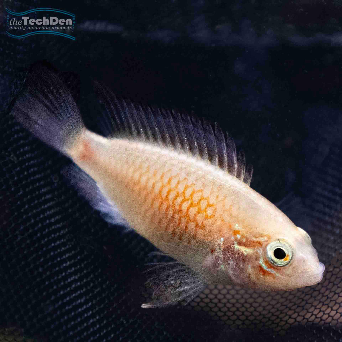 Apistogramma Macmasteri - (No Online Purchases)