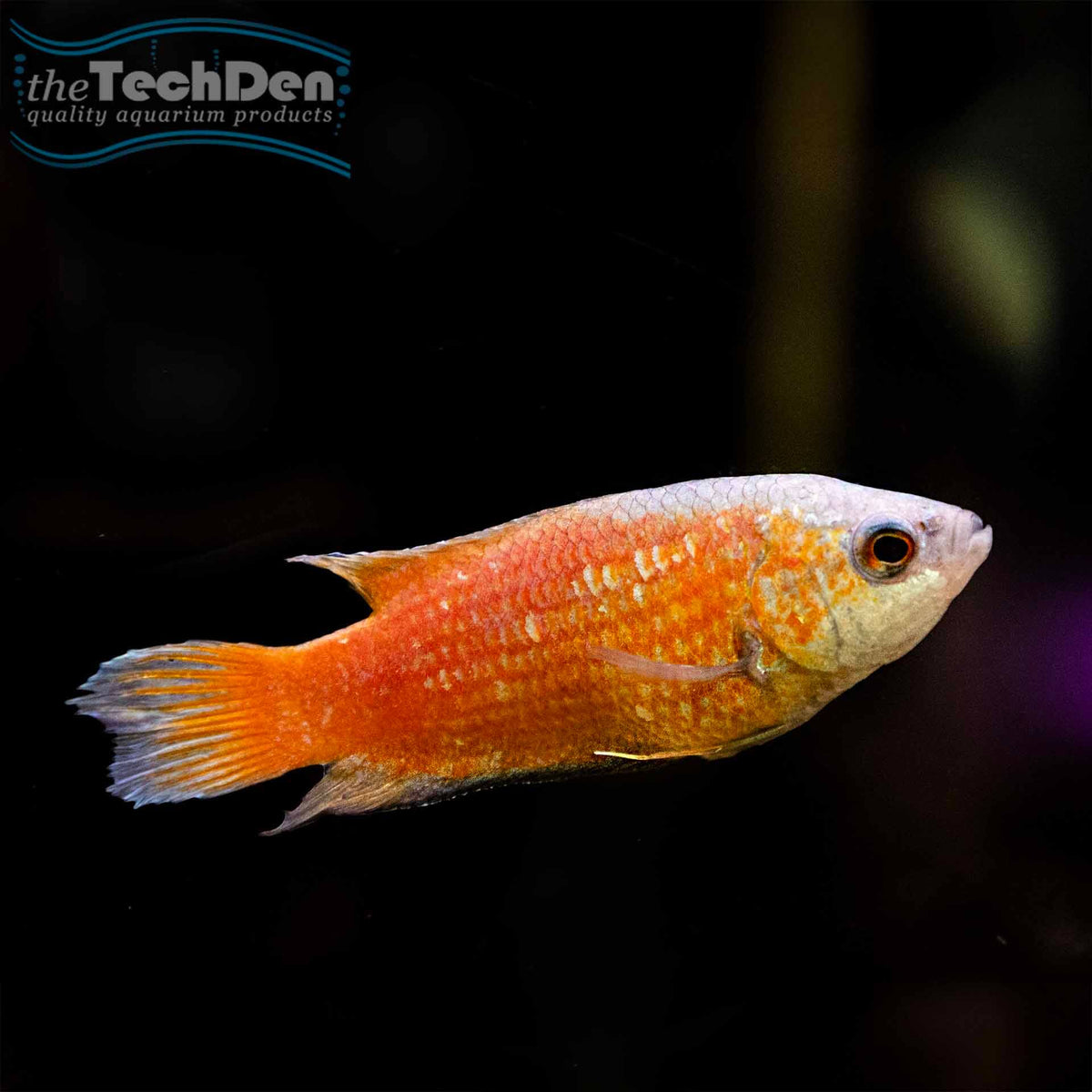 Apricot Paradise Fish - (No Online Purchases)