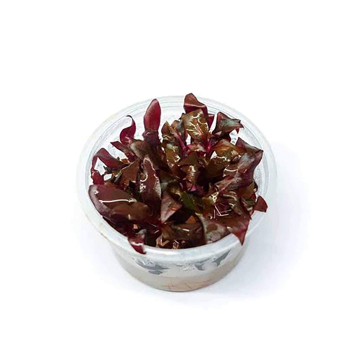 AquaDepot Alternanthera reineckii 'Red Alt' - Live Plant - Tissue Culture