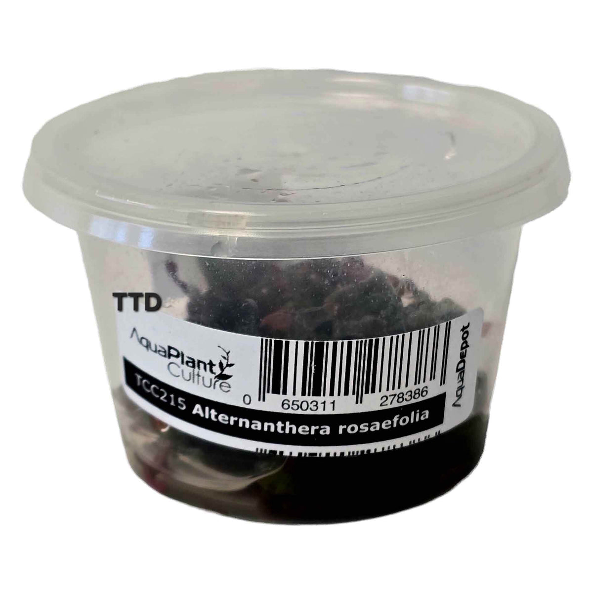 AquaDepot Alternanthera rosaefolia - Live Plant - Tissue Culture