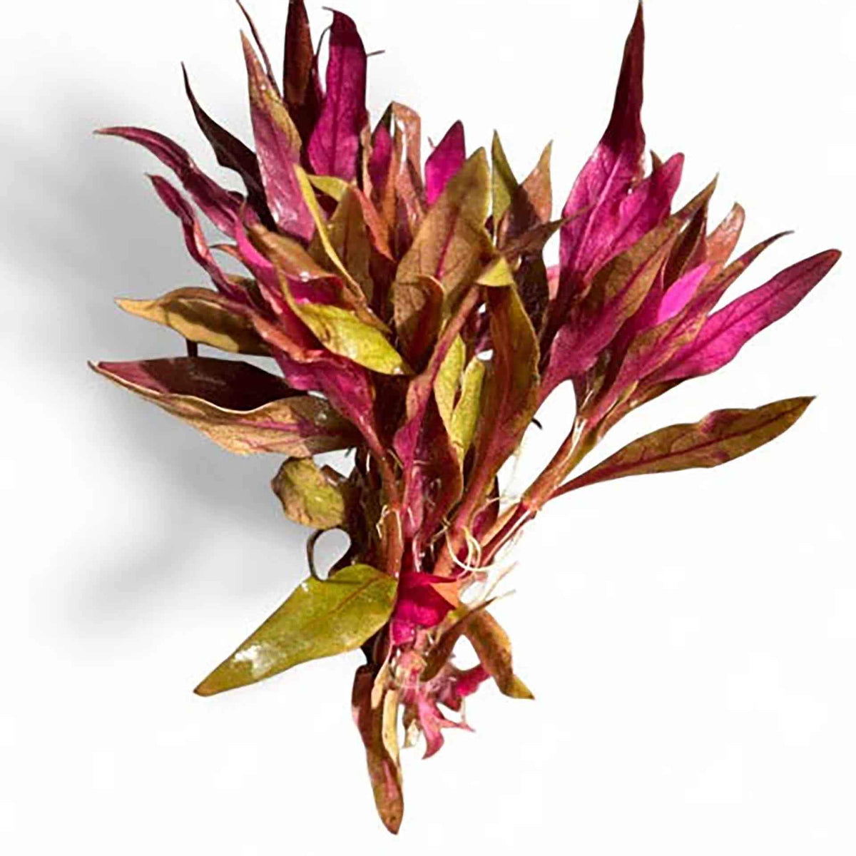 AquaDepot Alternanthera rosaefolia - Live Plant - Tissue Culture