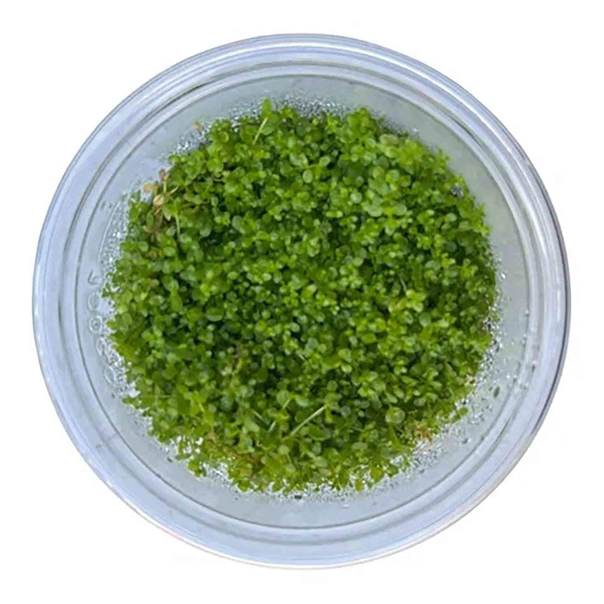 AquaDepot Hemianthus callitrichoides 'Baby Tears HC' - Live Plant - Tissue Culture