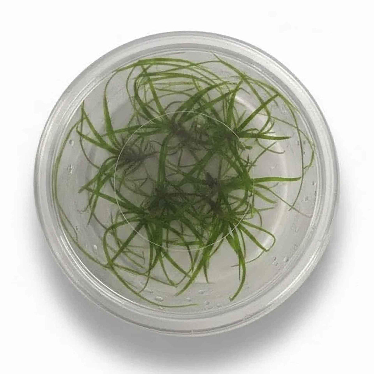AquaDepot Juncus repens - Live Plant - Tissue Culture