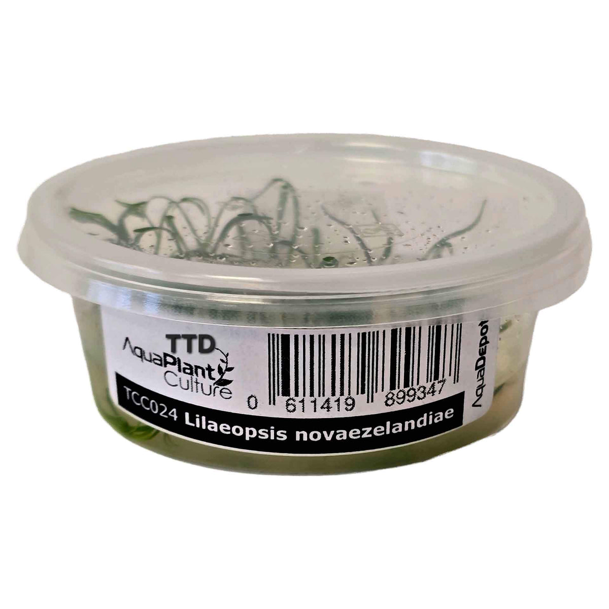 AquaDepot Lilaeopsis novaezelandiae - Live Plant - Tissue Culture