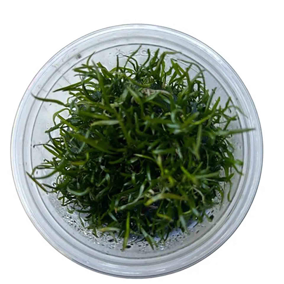 AquaDepot Lilaeopsis novaezelandiae - Live Plant - Tissue Culture