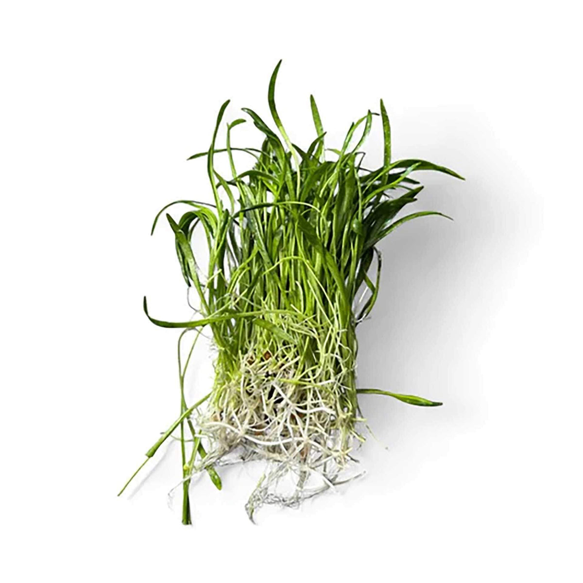 AquaDepot Lilaeopsis novaezelandiae - Live Plant - Tissue Culture