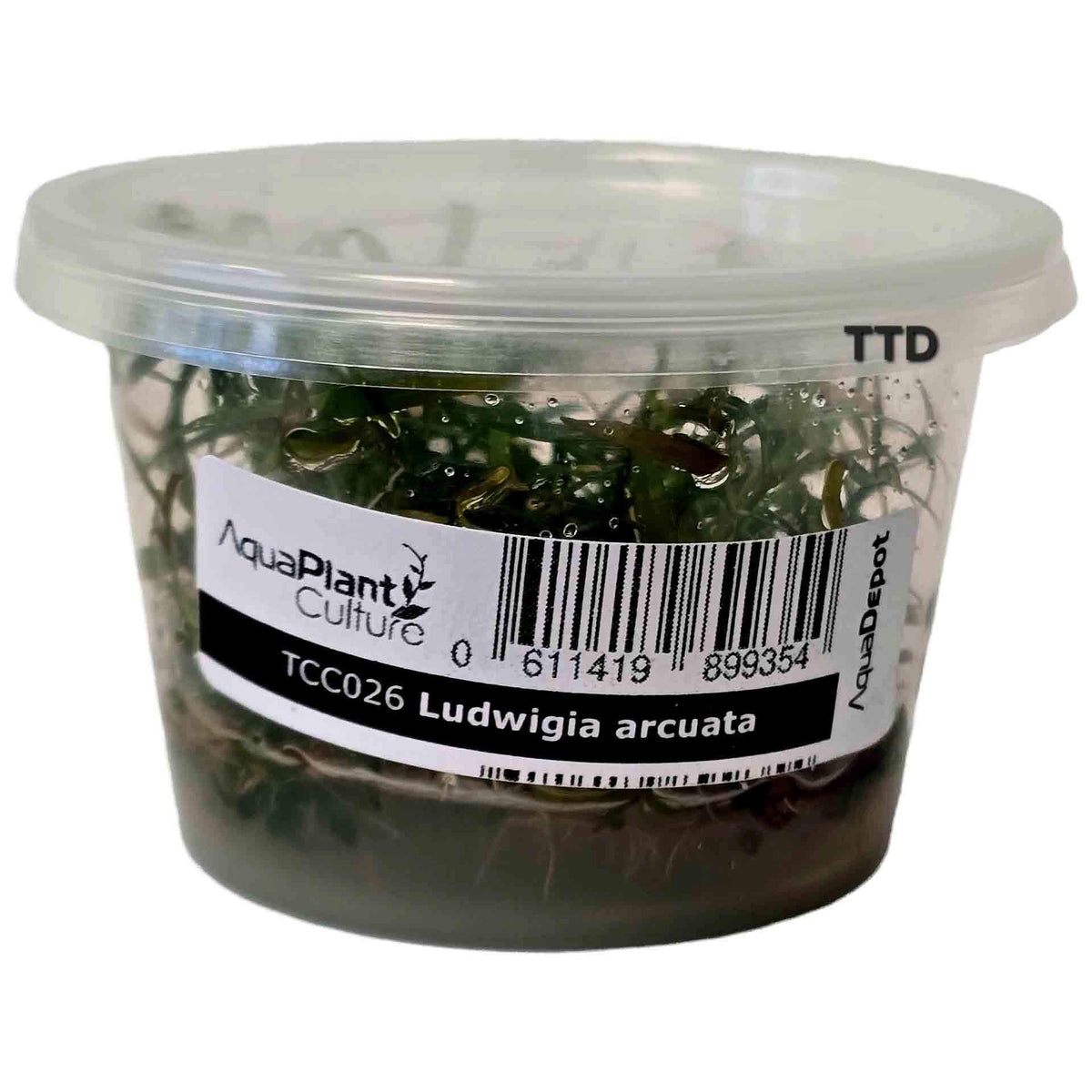 AquaDepot Ludwigia arcuata - Live Plant - Tissue Culture