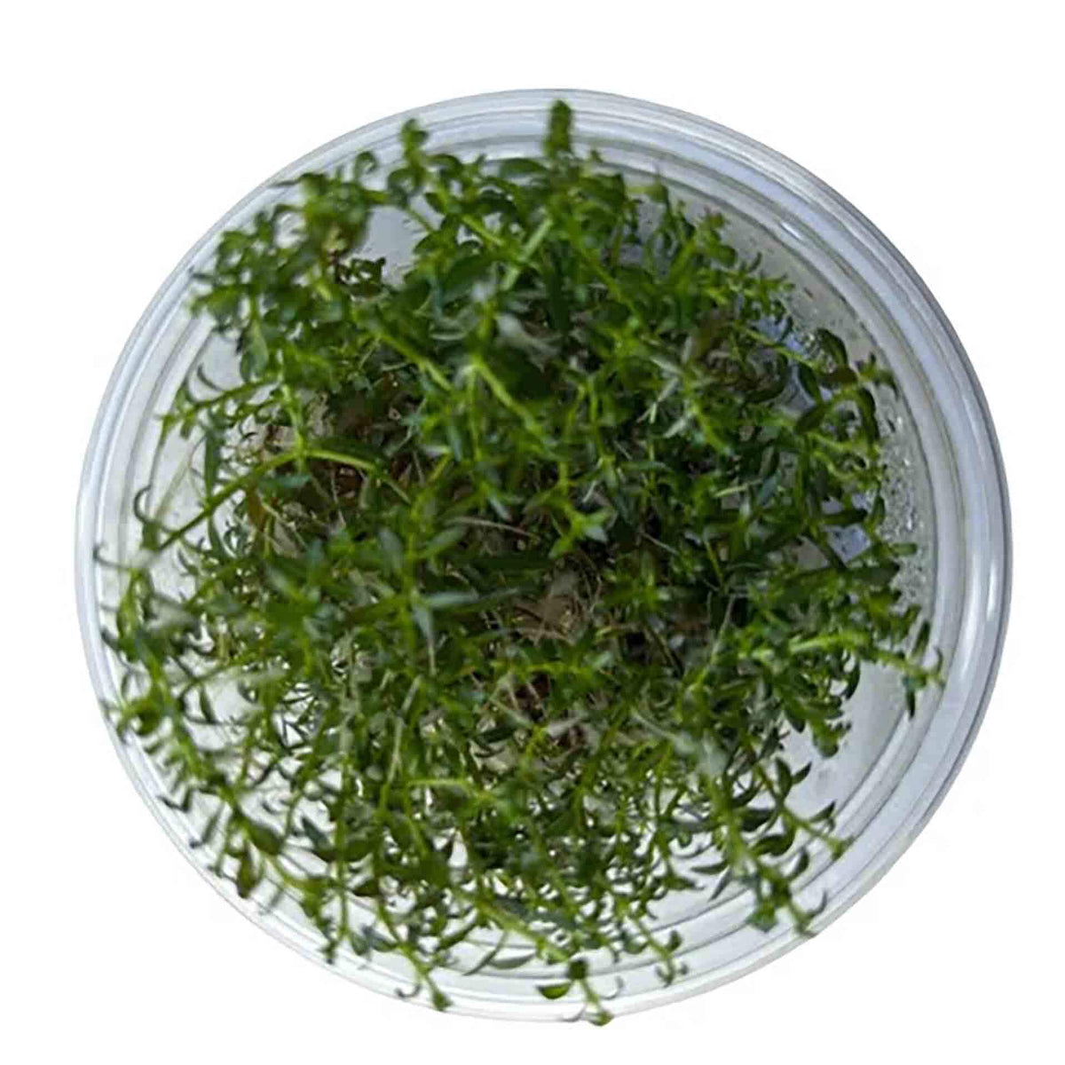 AquaDepot Ludwigia arcuata - Live Plant - Tissue Culture