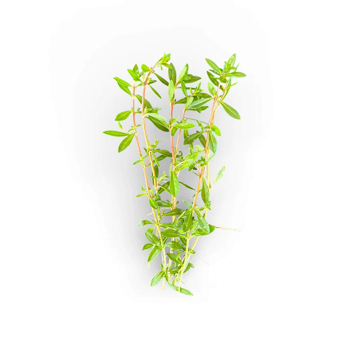 AquaDepot Ludwigia arcuata - Live Plant - Tissue Culture